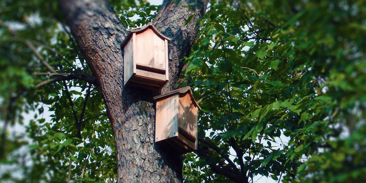Bat boxes
